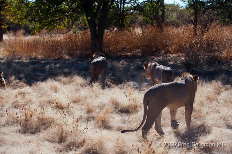 20090611_090526 D3 X1.jpg - Lions at Little Ongava Reserve, a private game area, contiguous with Etosha National Park, Namibia